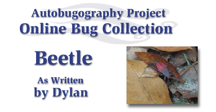 Beetle Header
